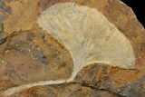 Fossil Ginkgo Leaf From North Dakota - Paleocene #174188-1
